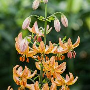 Guinea Gold -  inflorescense